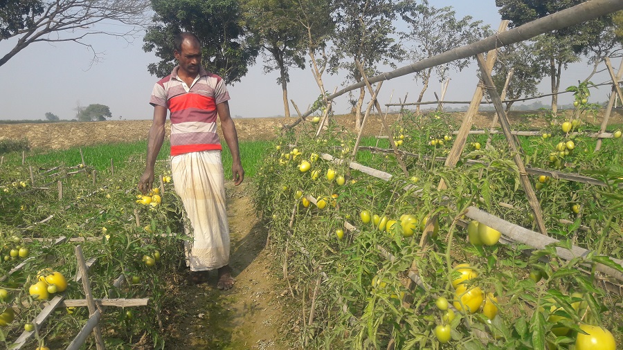 Farmer's success in cultivating tomato in maize!