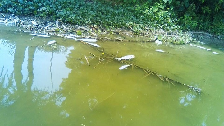 বিষ-প্রয়োগ-করে-মাছ-নিধন-Destruction of fish by poisoning the Shailakupa bayadas loss of 2 million taka!