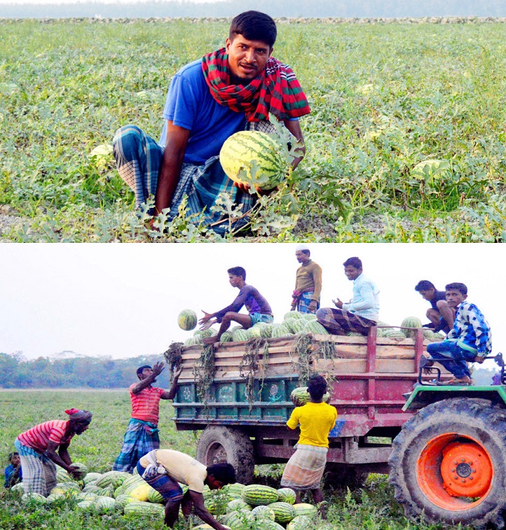 তরমুজ-চাষ-Bumper yield on the coast of watermelon cultivation Laughter in the face of the peasant
