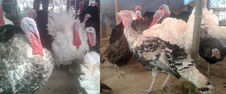 পোল্ট্রি-শিল্পে-টারকি-New additions to turkey poultry industry across the coast